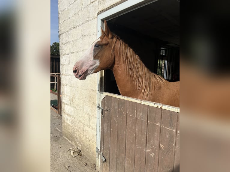 Other Breeds Gelding 3 years 15,1 hh Chestnut-Red in villafans