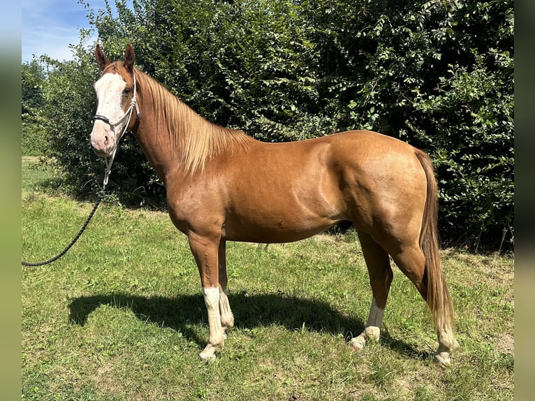 Other Breeds Gelding 3 years 15,1 hh Chestnut-Red in villafans