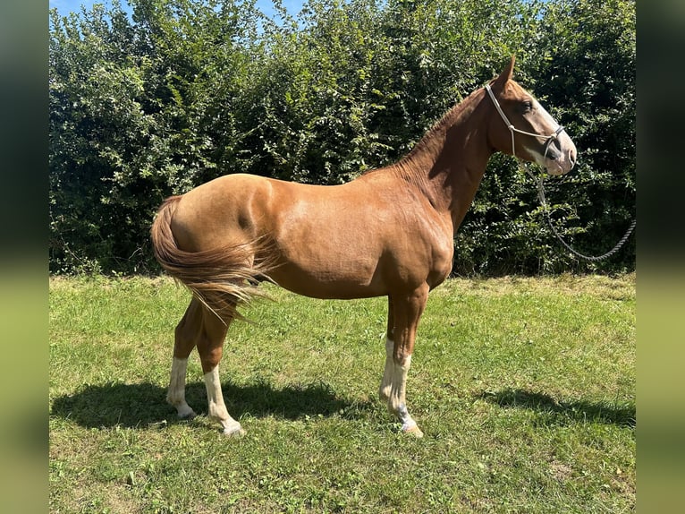 Other Breeds Gelding 3 years 15,1 hh Chestnut-Red in villafans