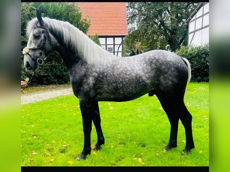 Other Breeds Mix Gelding 3 years 15,1 hh Gray in Hagen am Teutoburger Wald