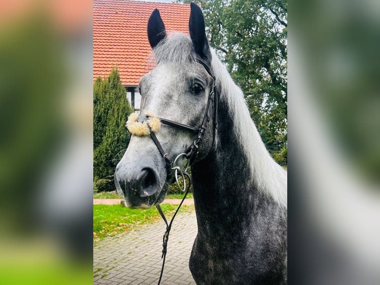 Other Breeds Mix Gelding 3 years 15,1 hh Gray in Hagen am Teutoburger Wald