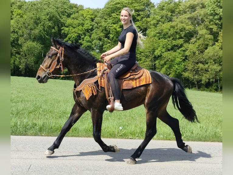 Other Breeds Gelding 3 years 15.1 hh  in Linkenbach