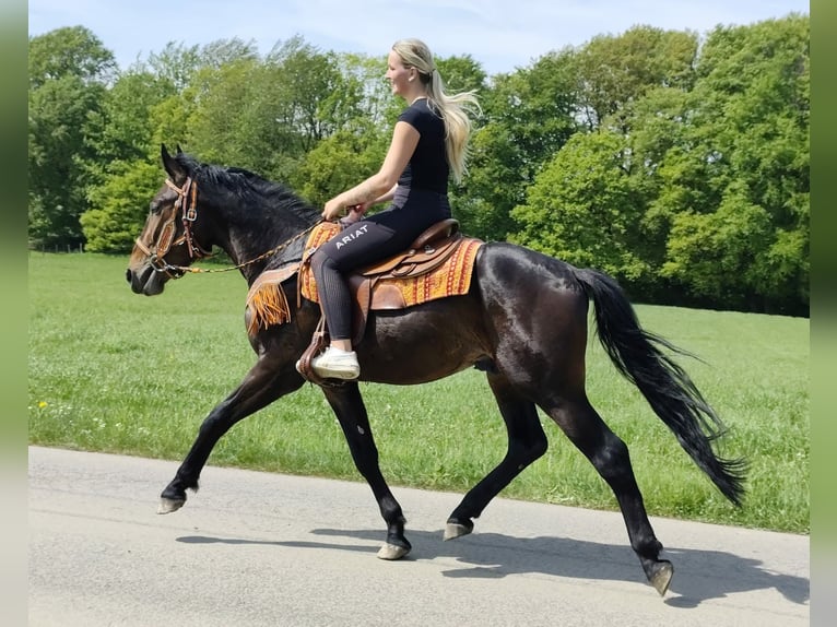 Other Breeds Gelding 3 years 15.1 hh  in Linkenbach