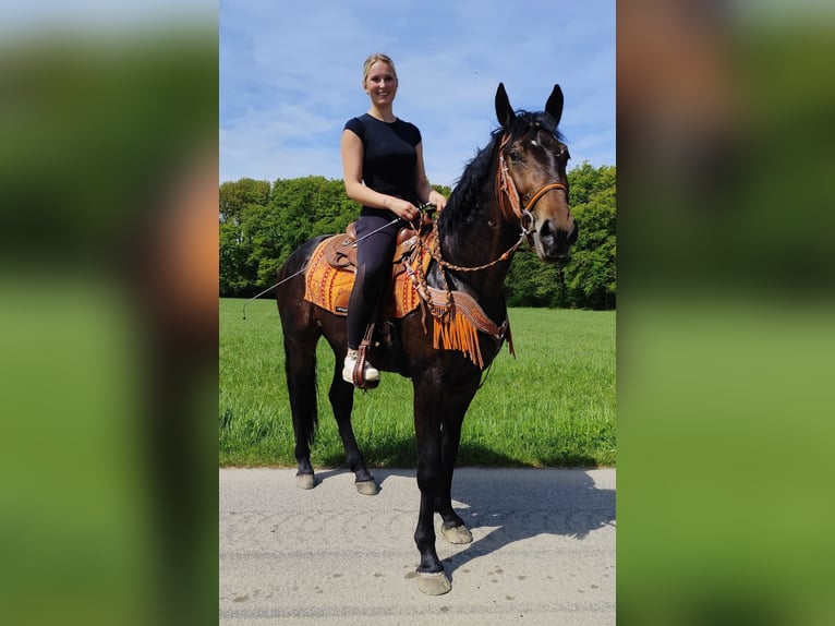 Other Breeds Gelding 3 years 15.1 hh  in Linkenbach