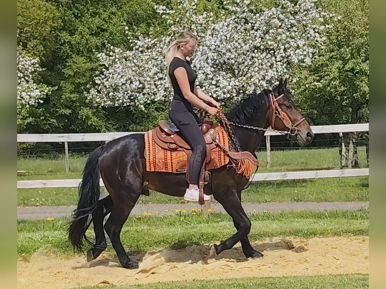 Other Breeds Gelding 3 years 15.1 hh  in Linkenbach
