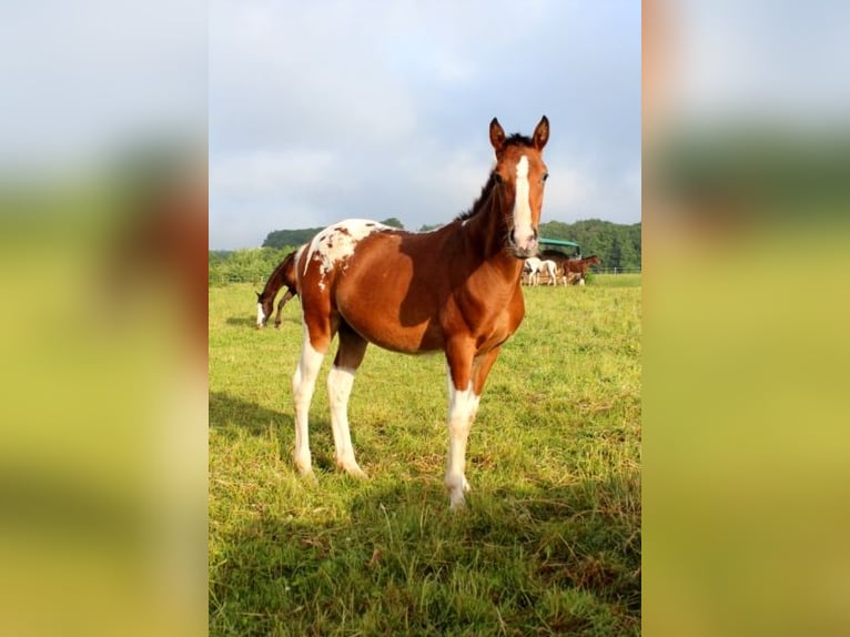 Other Breeds Gelding 3 years 15,1 hh Pinto in Linkenbach