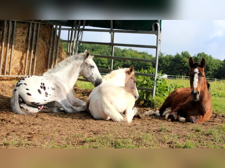 Other Breeds Gelding 3 years 15,1 hh Pinto in Linkenbach