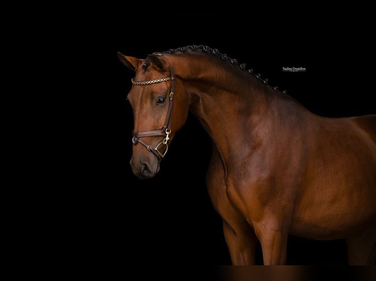 Other Breeds Gelding 3 years 15.1 hh  in Oost West en Middelbeers