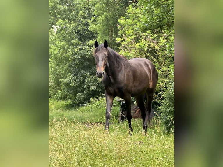 Other Breeds Gelding 3 years 15.1 hh Smoky-Black in HannoverHannover
