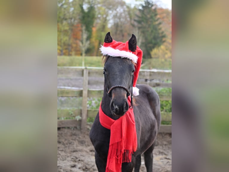 Other Breeds Gelding 3 years 15.1 hh Smoky-Black in HannoverHannover