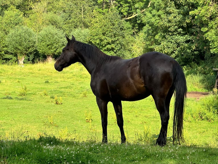 Other Breeds Gelding 3 years 15.1 hh Smoky-Black in HannoverHannover