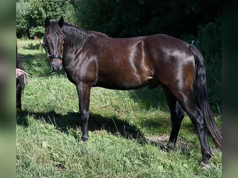 Other Breeds Gelding 3 years 15.1 hh Smoky-Black in HannoverHannover