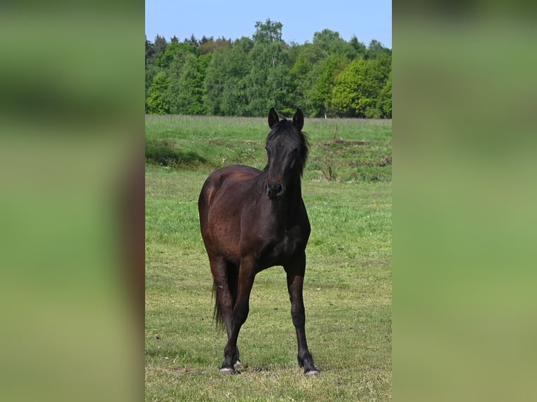 Other Breeds Gelding 3 years 15.1 hh Smoky-Black in HannoverHannover