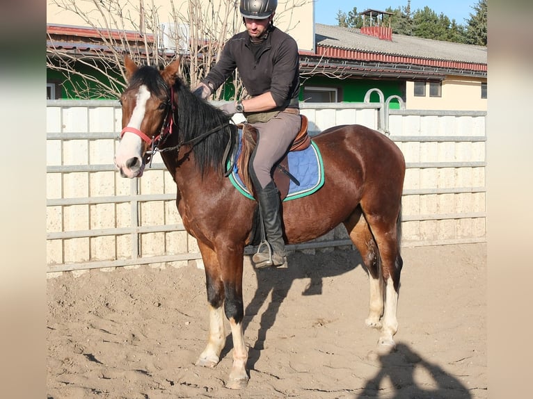 Other Breeds Gelding 3 years 15.2 hh Bay-Dark in Buttstädt