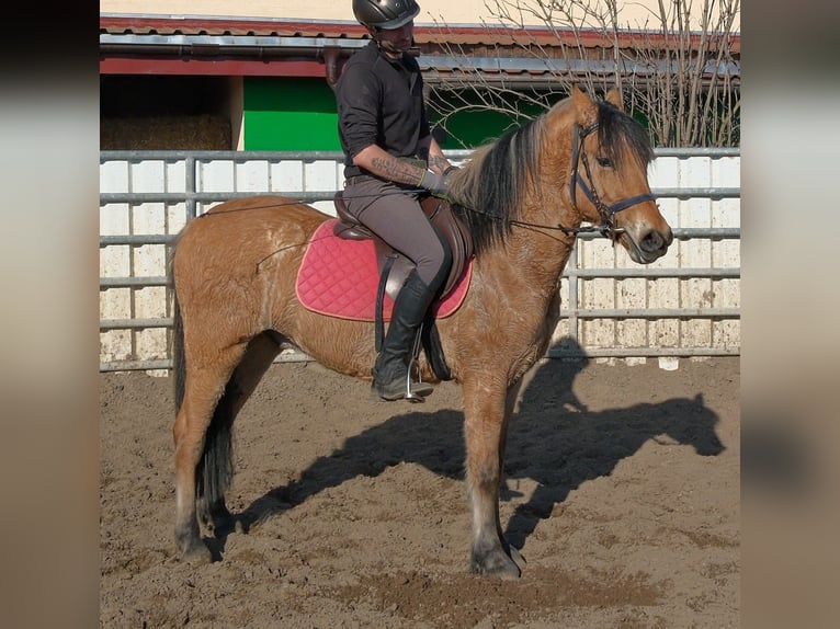 Other Breeds Gelding 3 years 15.2 hh Bay-Dark in Buttstädt