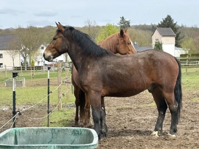 Other Breeds Gelding 3 years 15.2 hh Bay-Dark in Sankt Augustin
