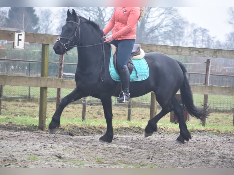 Other Breeds Gelding 3 years 15,2 hh Black in Achtmaal