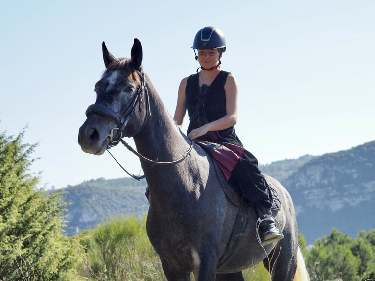 Other Breeds Gelding 3 years 15,2 hh Gray in Gréoux les bains.