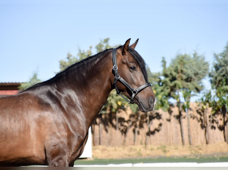 Other Breeds Gelding 3 years 15,3 hh Brown in Griñon