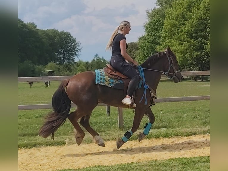 Other Breeds Gelding 3 years 15.3 hh Chestnut in Linkenbach