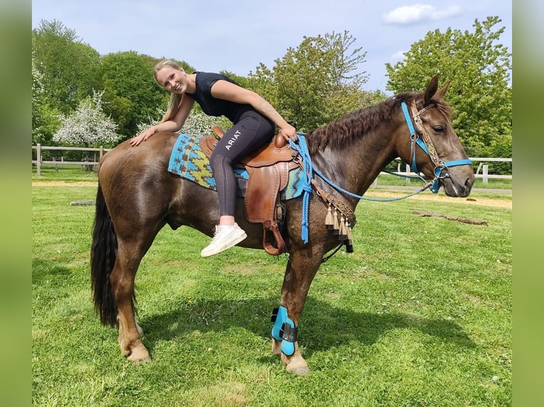Other Breeds Gelding 3 years 15.3 hh Chestnut in Linkenbach