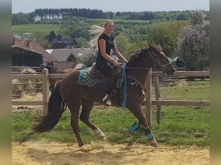 Other Breeds Gelding 3 years 15.3 hh Chestnut in Linkenbach