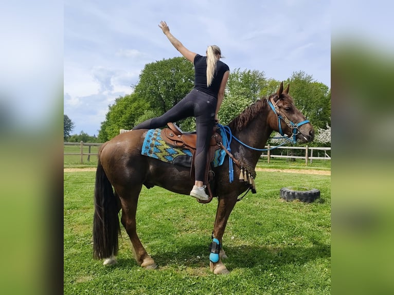 Other Breeds Gelding 3 years 15.3 hh Chestnut in Linkenbach