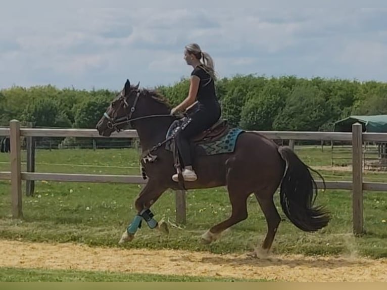 Other Breeds Gelding 3 years 15.3 hh Chestnut in Linkenbach