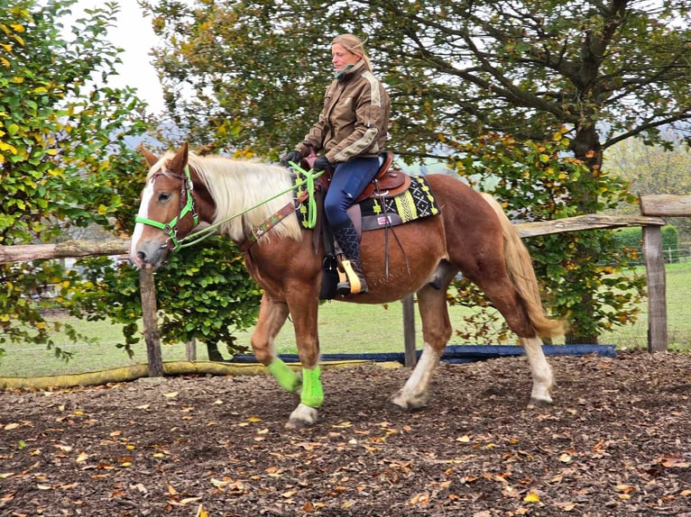 Other Breeds Gelding 3 years 15 hh Chestnut-Red in Linkenbach