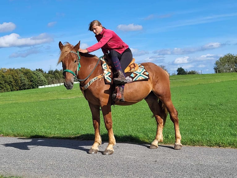 Other Breeds Gelding 3 years 15 hh Chestnut-Red in Linkenbach