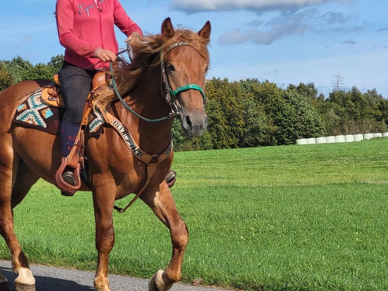 Other Breeds Gelding 3 years 15 hh Chestnut-Red in Linkenbach
