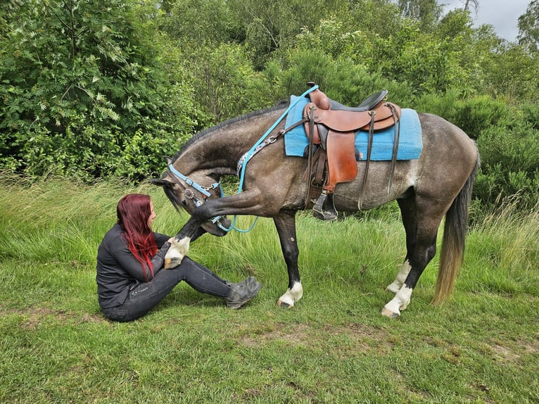 Other Breeds Gelding 3 years 15 hh Grey-Dark-Tan in Linkenbach