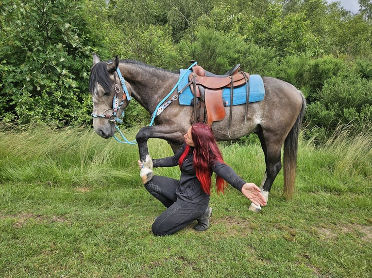 Other Breeds Gelding 3 years 15 hh Grey-Dark-Tan in Linkenbach