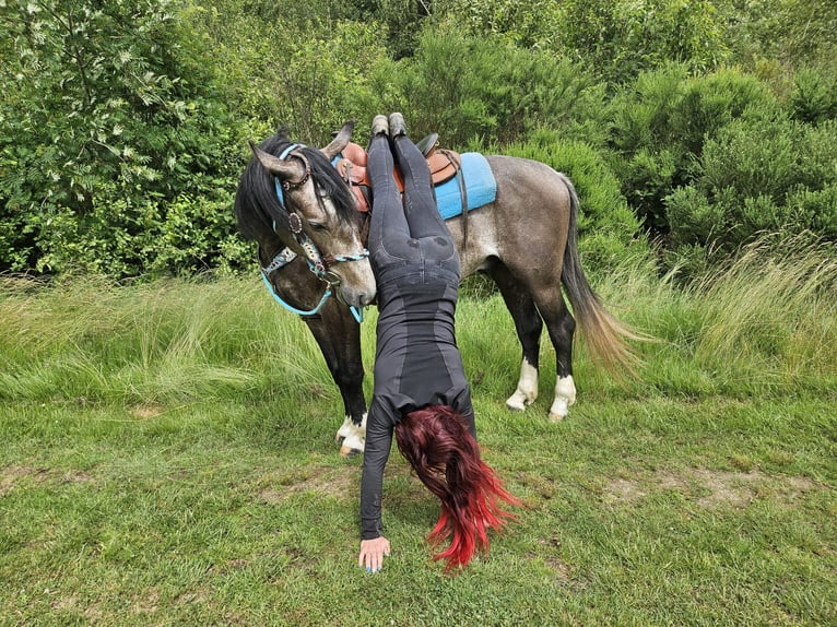 Other Breeds Gelding 3 years 15 hh Grey-Dark-Tan in Linkenbach