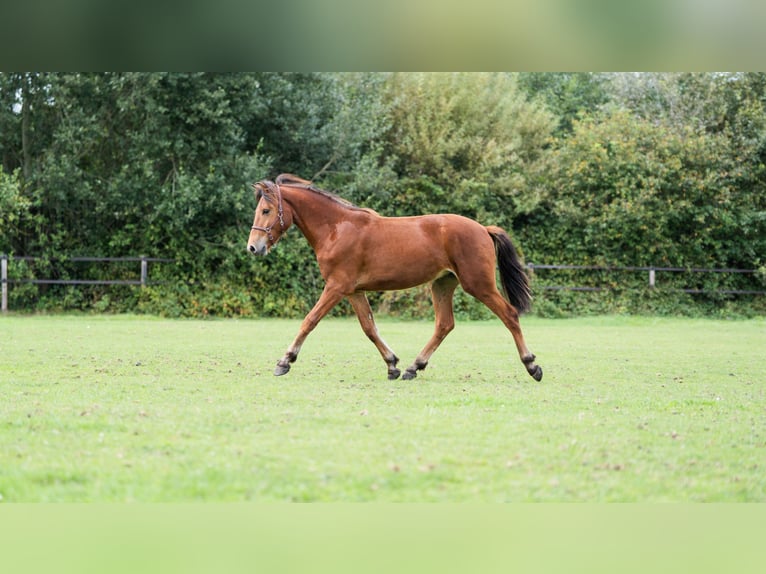 Other Breeds Gelding 3 years 15,2 hh Bay-Dark in Enschede