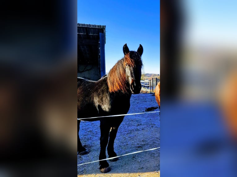 Other Breeds Gelding 3 years 15,2 hh Black in Burbach