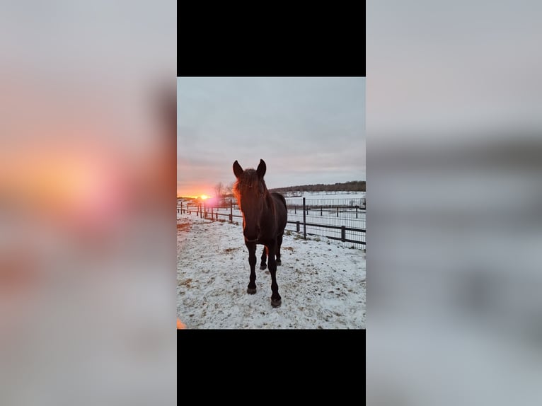 Other Breeds Gelding 3 years 15,2 hh Black in Burbach