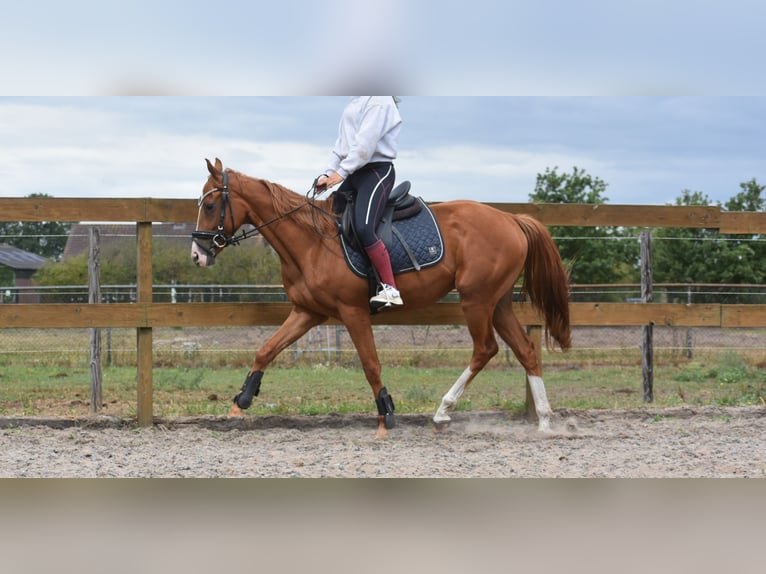 Other Breeds Gelding 3 years 15,2 hh Chestnut-Red in Achtmaal