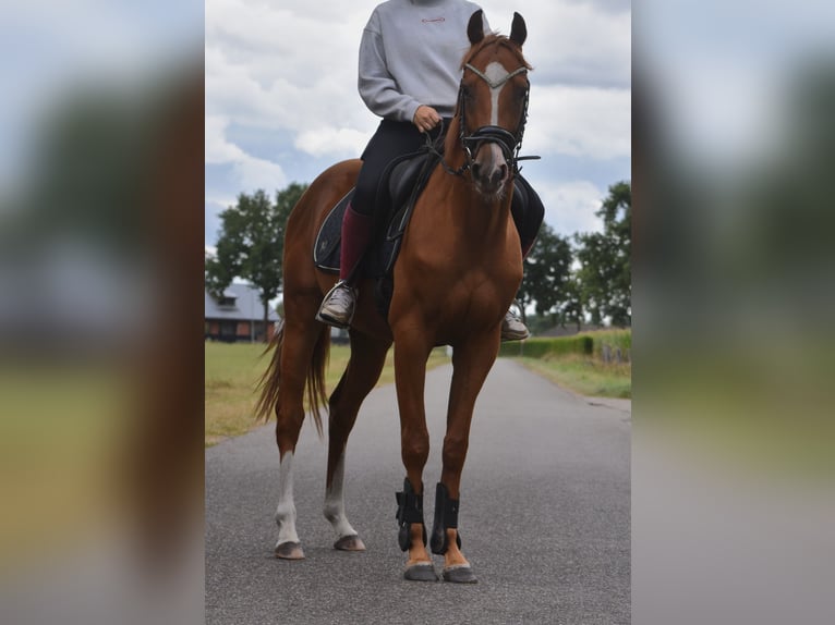 Other Breeds Gelding 3 years 15,2 hh Chestnut-Red in Achtmaal