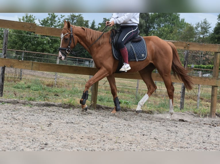 Other Breeds Gelding 3 years 15,2 hh Chestnut-Red in Achtmaal