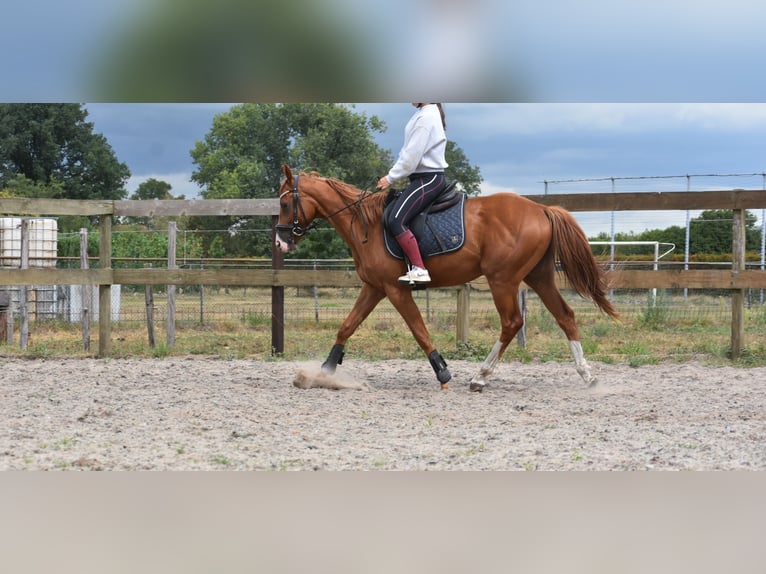 Other Breeds Gelding 3 years 15,2 hh Chestnut-Red in Achtmaal