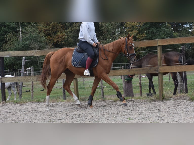Other Breeds Gelding 3 years 15,2 hh Chestnut-Red in Achtmaal