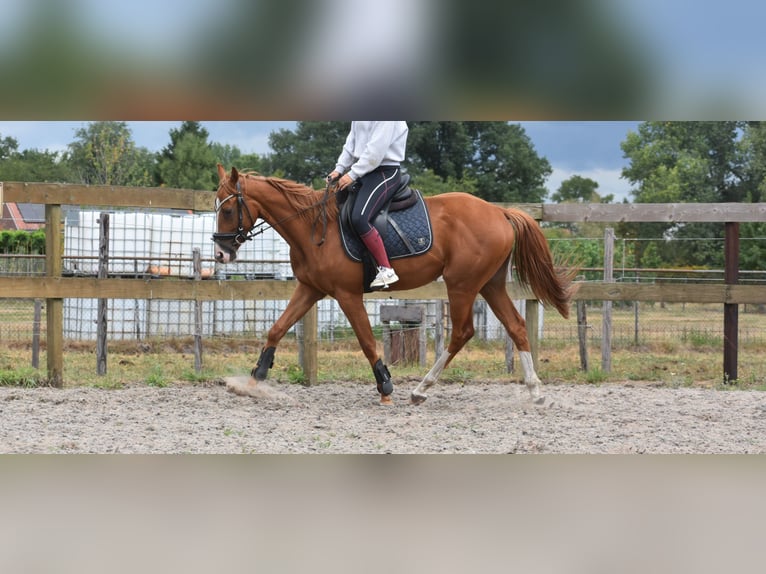 Other Breeds Gelding 3 years 15,2 hh Chestnut-Red in Achtmaal