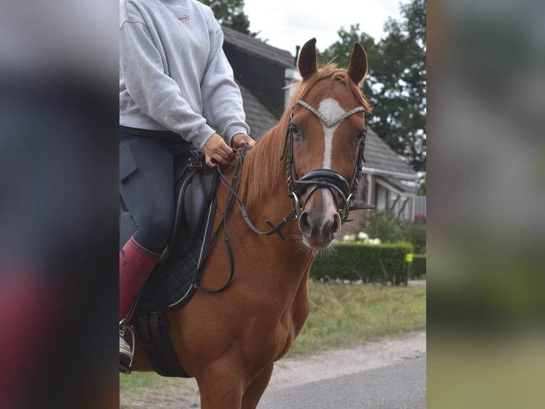 Other Breeds Gelding 3 years 15,2 hh Chestnut-Red in Achtmaal