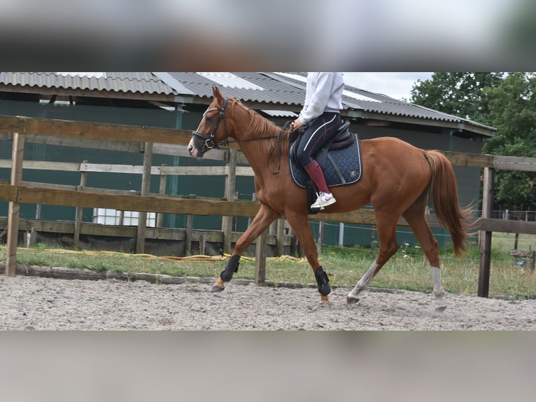 Other Breeds Gelding 3 years 15,2 hh Chestnut-Red in Achtmaal