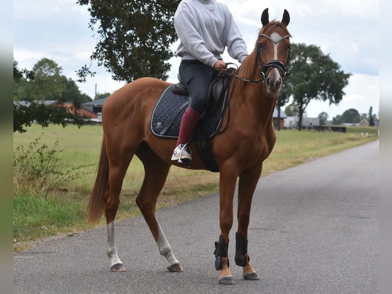 Other Breeds Gelding 3 years 15,2 hh Chestnut-Red in Achtmaal