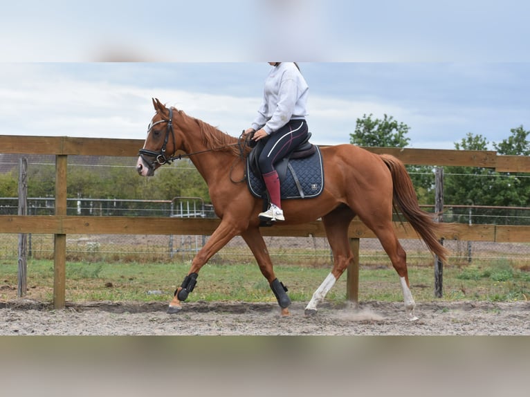 Other Breeds Gelding 3 years 15,2 hh Chestnut-Red in Achtmaal