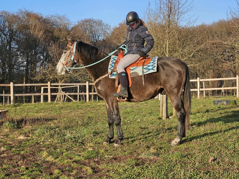 Other Breeds Gelding 3 years 15,2 hh Grey-Dapple in Linkenbach