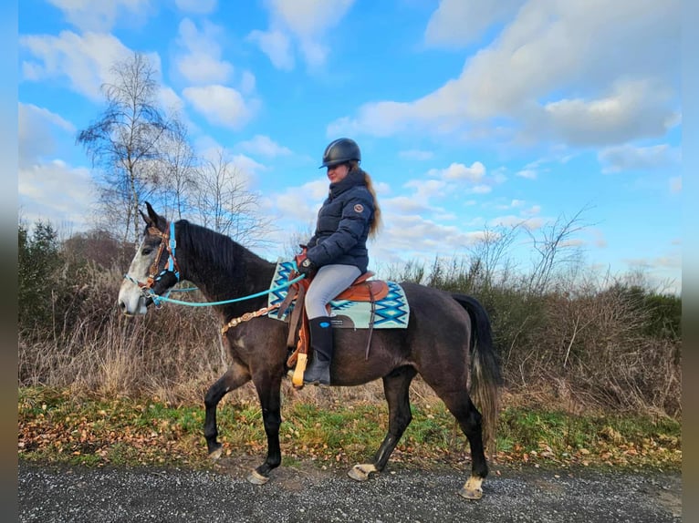 Other Breeds Gelding 3 years 15,2 hh Grey-Dapple in Linkenbach