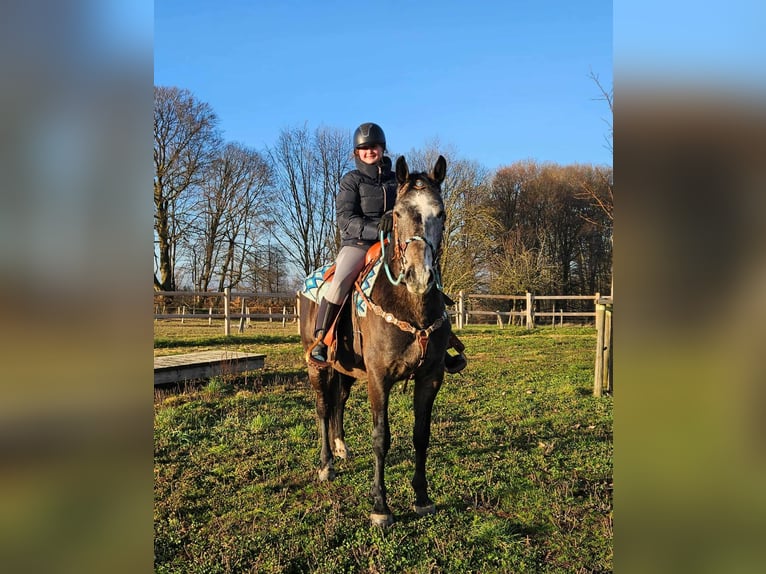 Other Breeds Gelding 3 years 15,2 hh Grey-Dapple in Linkenbach